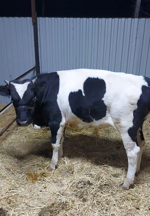 Бычок годовалый в отличной форме