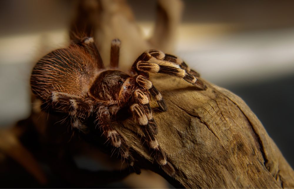 Tarantule si alte nevertebrate