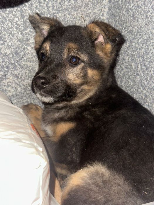 Пристраиваются в добрые руки