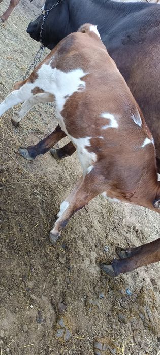Baloți de lucernă