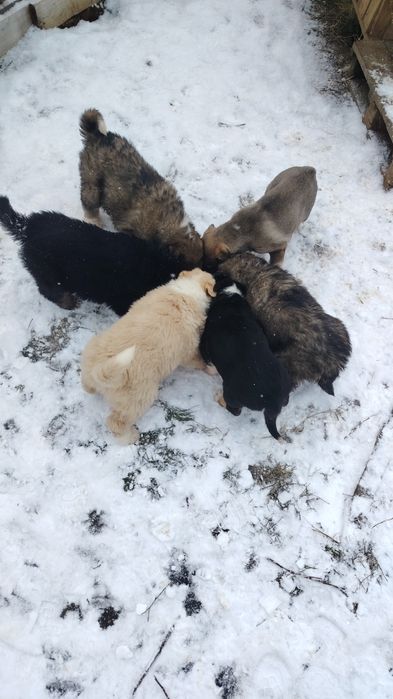 Donam cățeluși  draguti