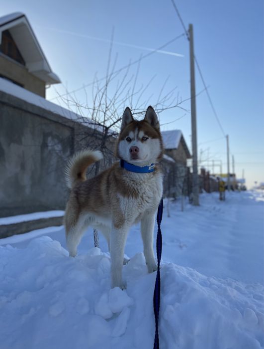 пропала собака