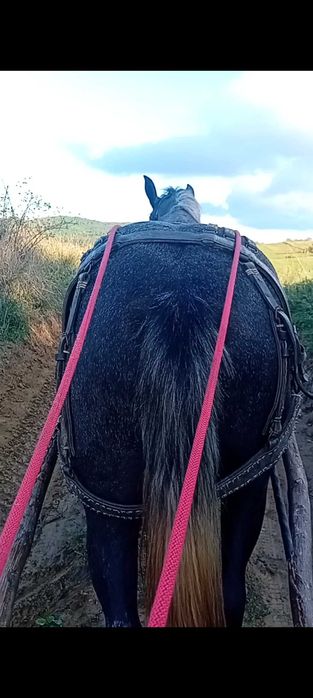 Vans manza de 2 ani blanad si garantata