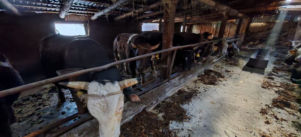 Бұқалар сатылады (2-2,5 жас) стояк быки