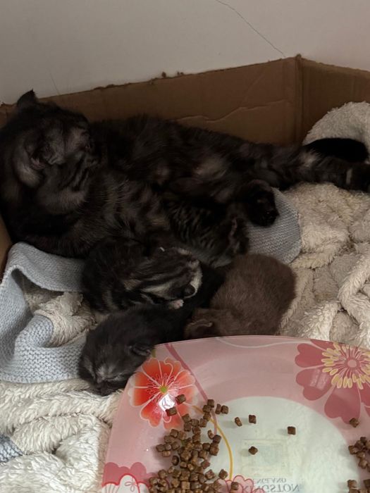 Кошки, шотландские