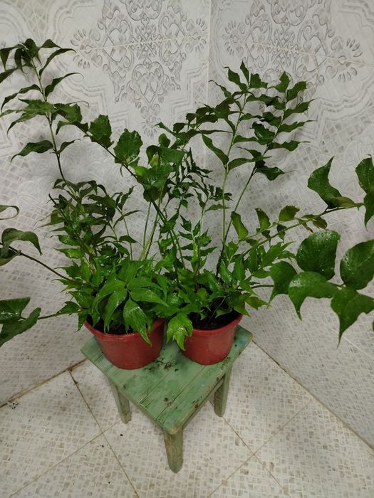 Продажа комнатных цветов, Ташкент, Gullar sotiladi, Gul