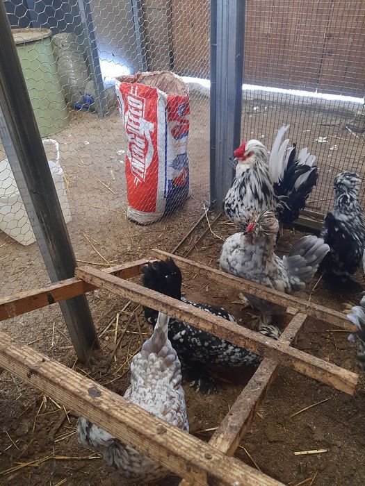 Струмски бантам!