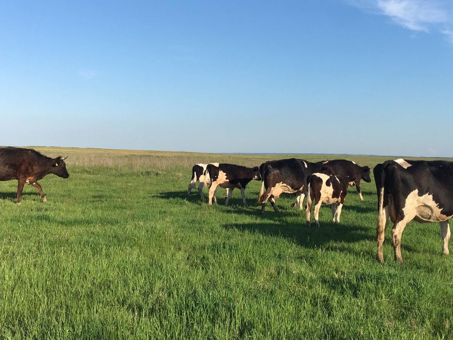 Vand ferma bovine 20 vaci