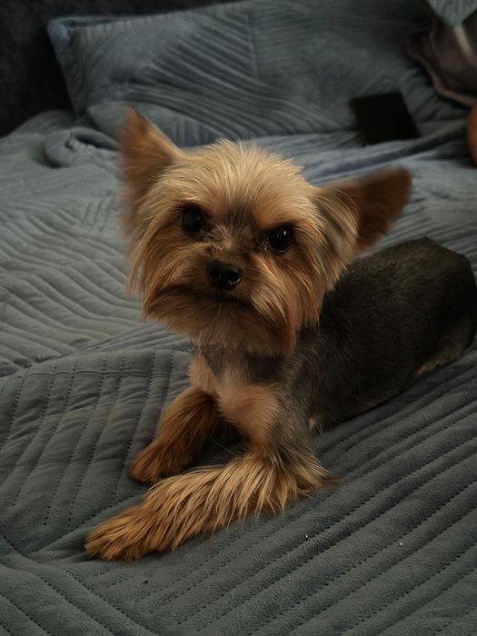 Вязка йоркширский терьер