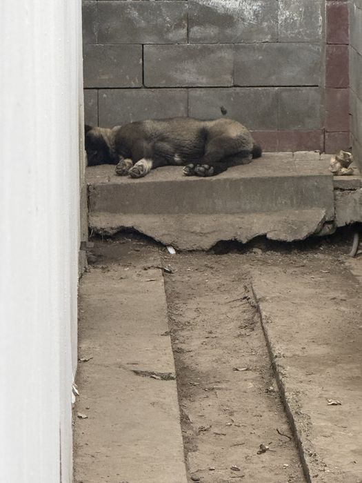 Щенки Американского Акито