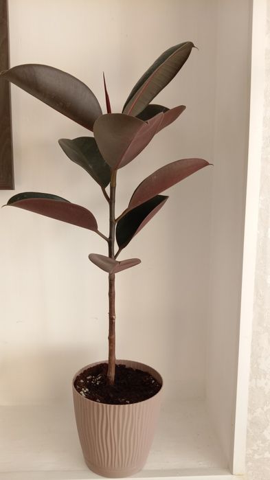 Продаю.    фикусы