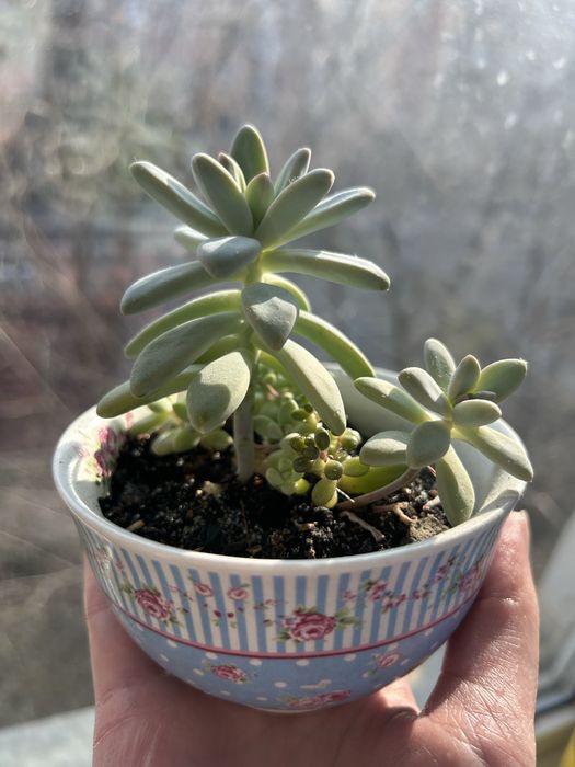 Хлорофитумы хохлатые, седум