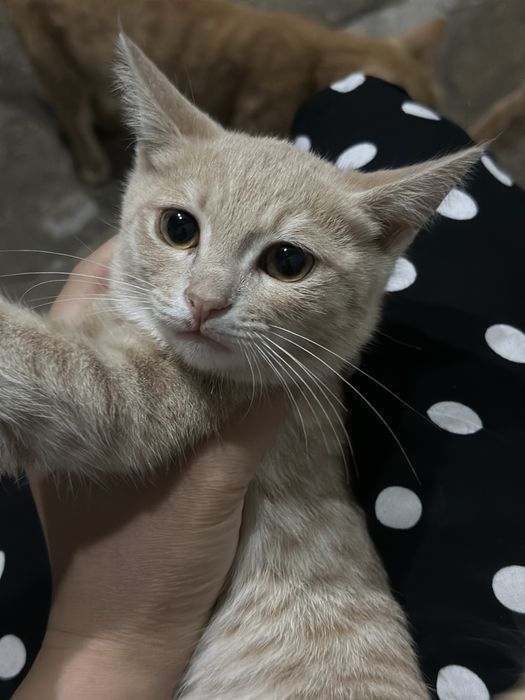 mehribon uy mushuklari qizbola hammasi