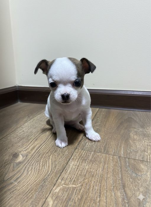 Продаются Чихуахуа