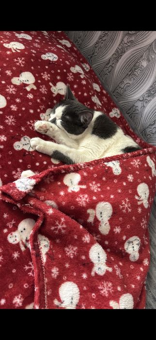 Отдам котенка подсротка