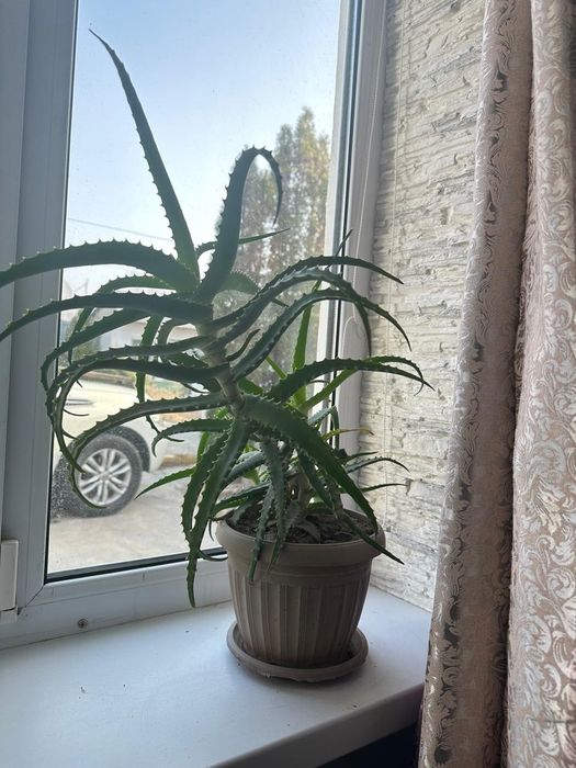 Алоэ столетник растение