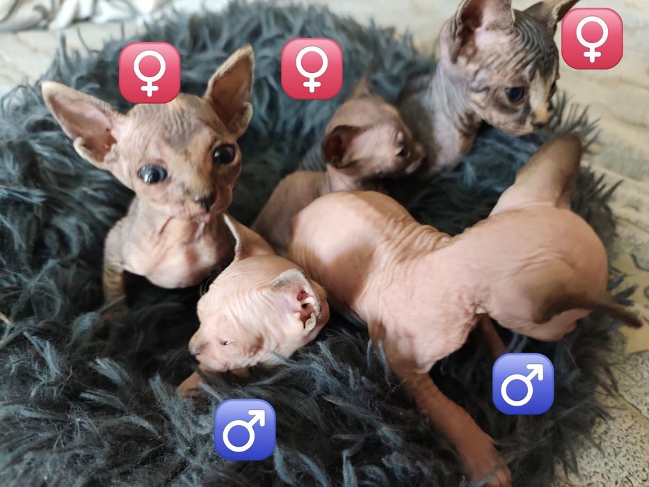 Котята породы Сфинкса