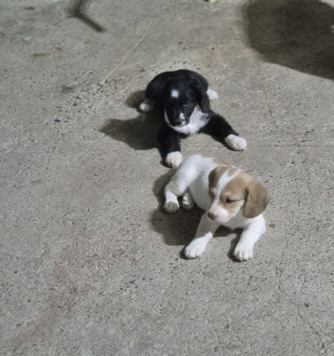 Русский спаниель