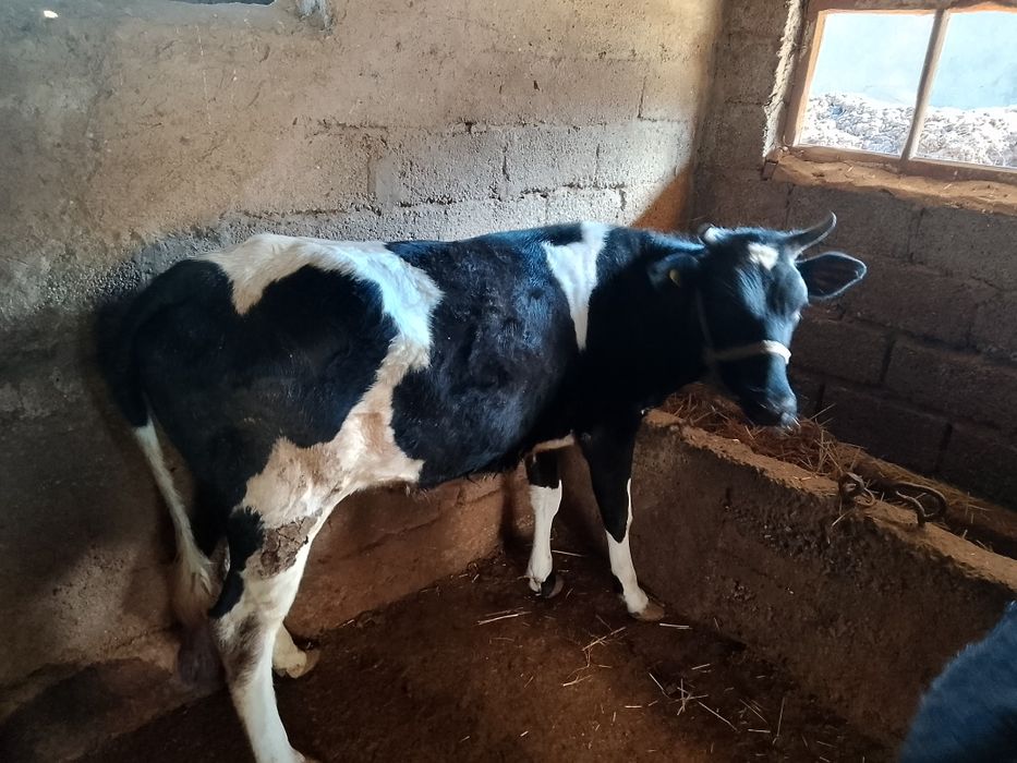 Семыз кысыр кашарлар сатылады