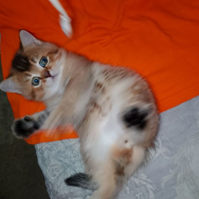 Золотые британские котята