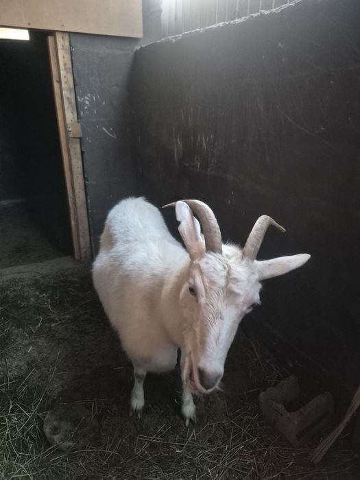 Коза зааненская.