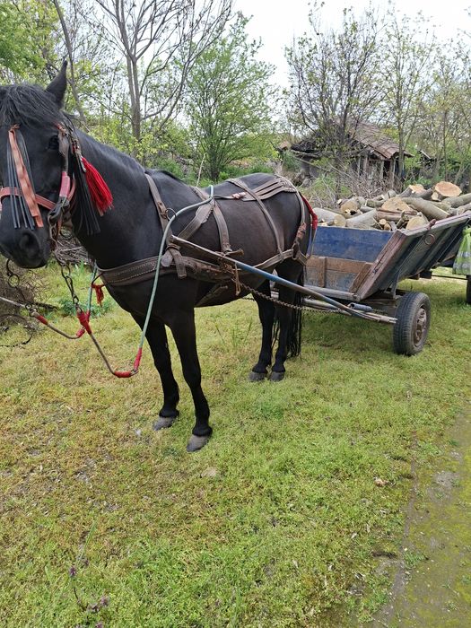 Iapa de vânzare cu căruță prețu la telefon