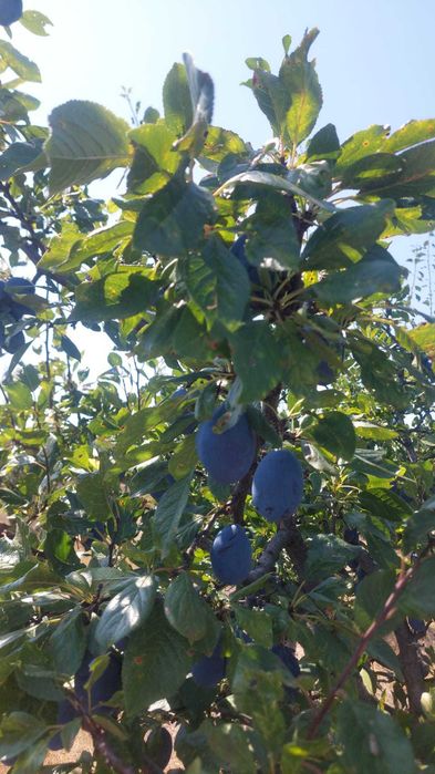 Prune de masa de vanzare soiul Stanley
