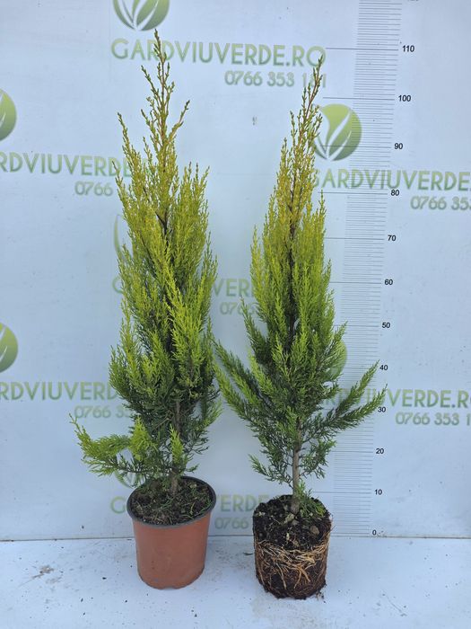 Leylandii diferite dimensiuni,pepiniera Timisoara
