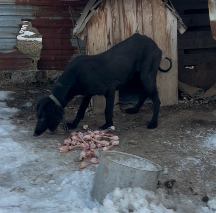 Тазы урғашы .ауызданған қойан ,тулкі .