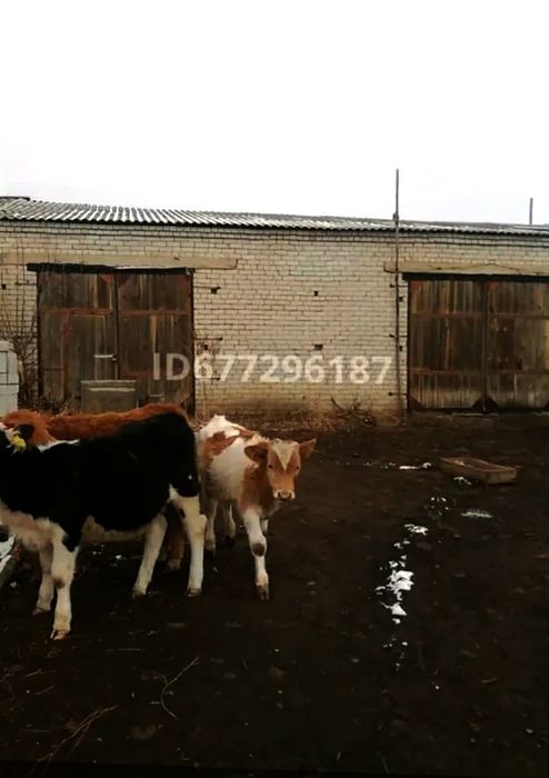 Продам крестьянской хозяйство