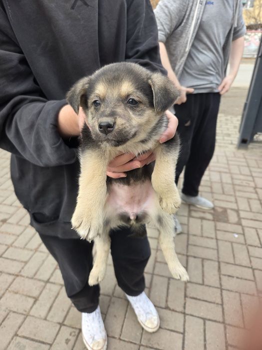 Отдам щенят в добрые руки