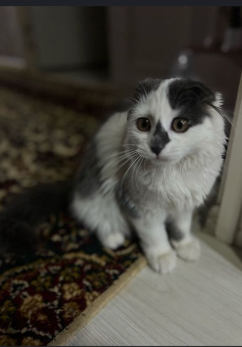 Scottish mushuk sotiladi