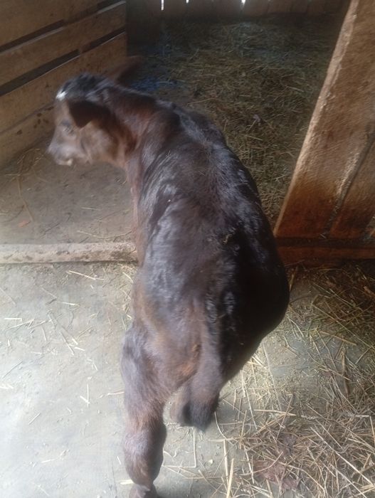 Vând vițel angus vârstă 1 săptămână