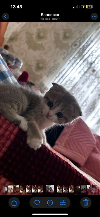 Котенок шотландский