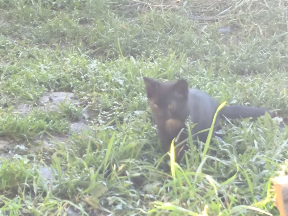 Pisici frumoase donez