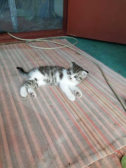 Отдам котят бесплатно