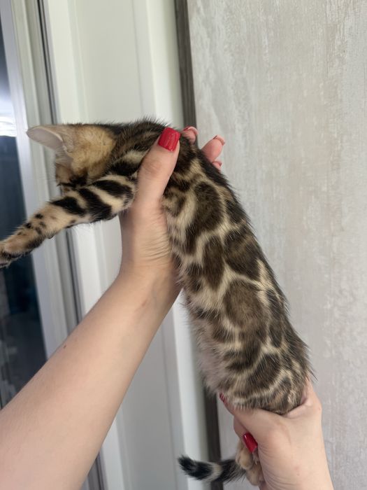 Бенгальские котята с документами