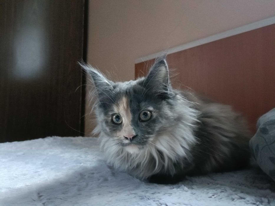 Motănel Maine Coon de elită – Pedigree WCF – Crescător