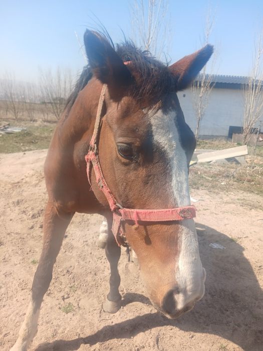 Продам кобылу орловский