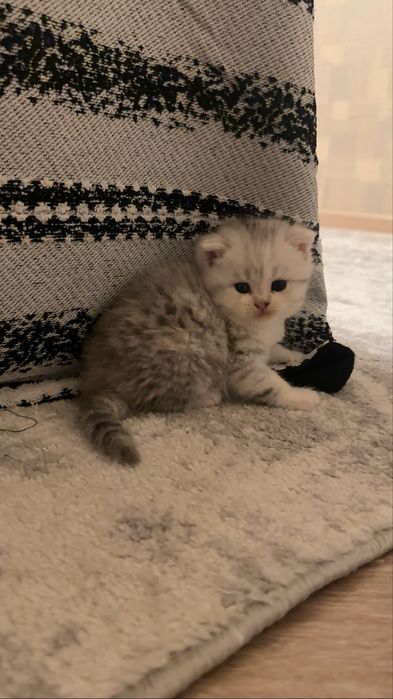 Котенок девочка.