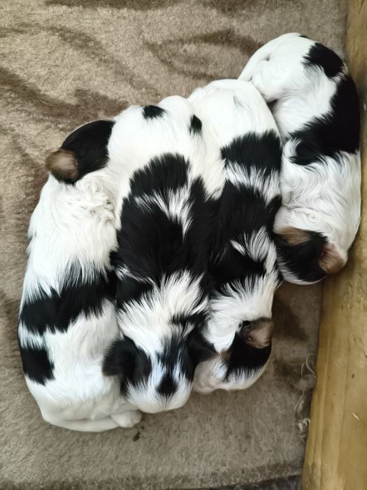 Малыши Бивер-йорк