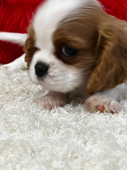 Шикарные шеночки кавалер кинг чарльз