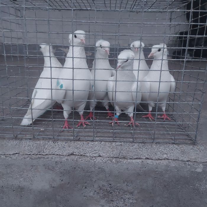 Бели чубати бакинцы лет с игрой