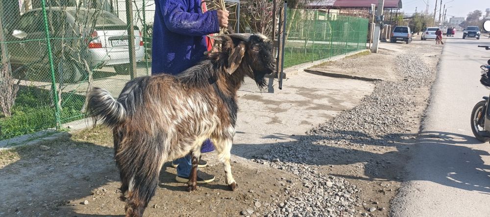 Эчки Така сотилади