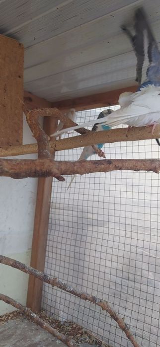 Valnisti popugaylar soriladi donasi 80 mindan