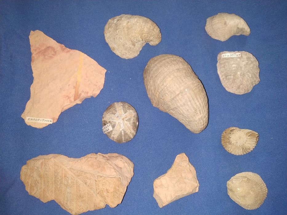 Окаменелости растений, моллюсков. Минералы.