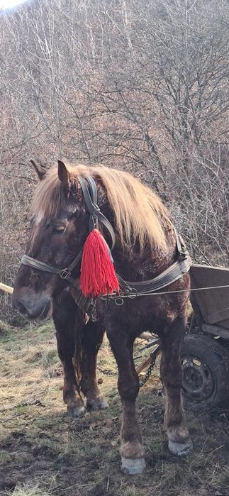 de vinzare cal castrat