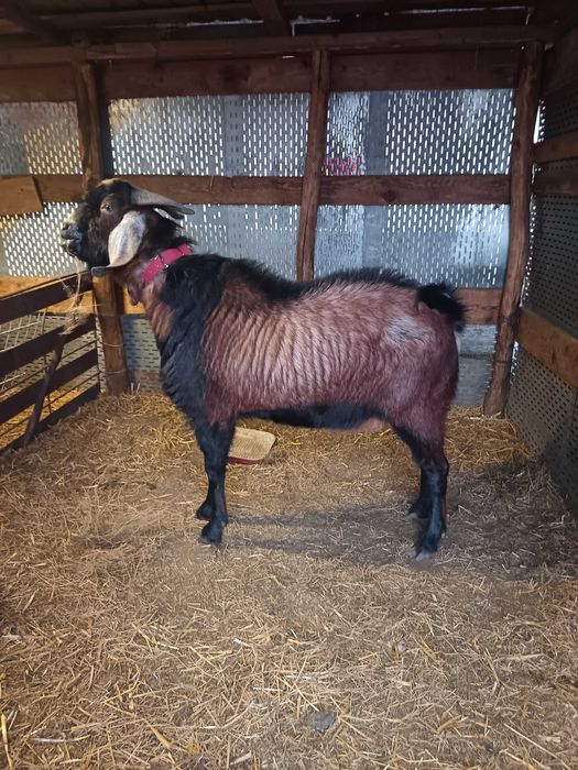 Se vinde țap de rasa