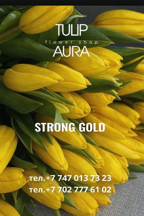 Тюльпаны высшего сорта оформление бесплатно