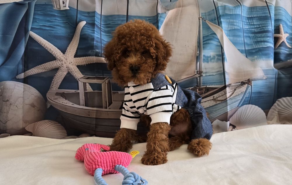 Пудел той  Poodle toy с родословие